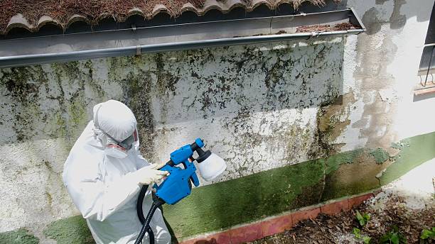 Mold Removal service in Sedley